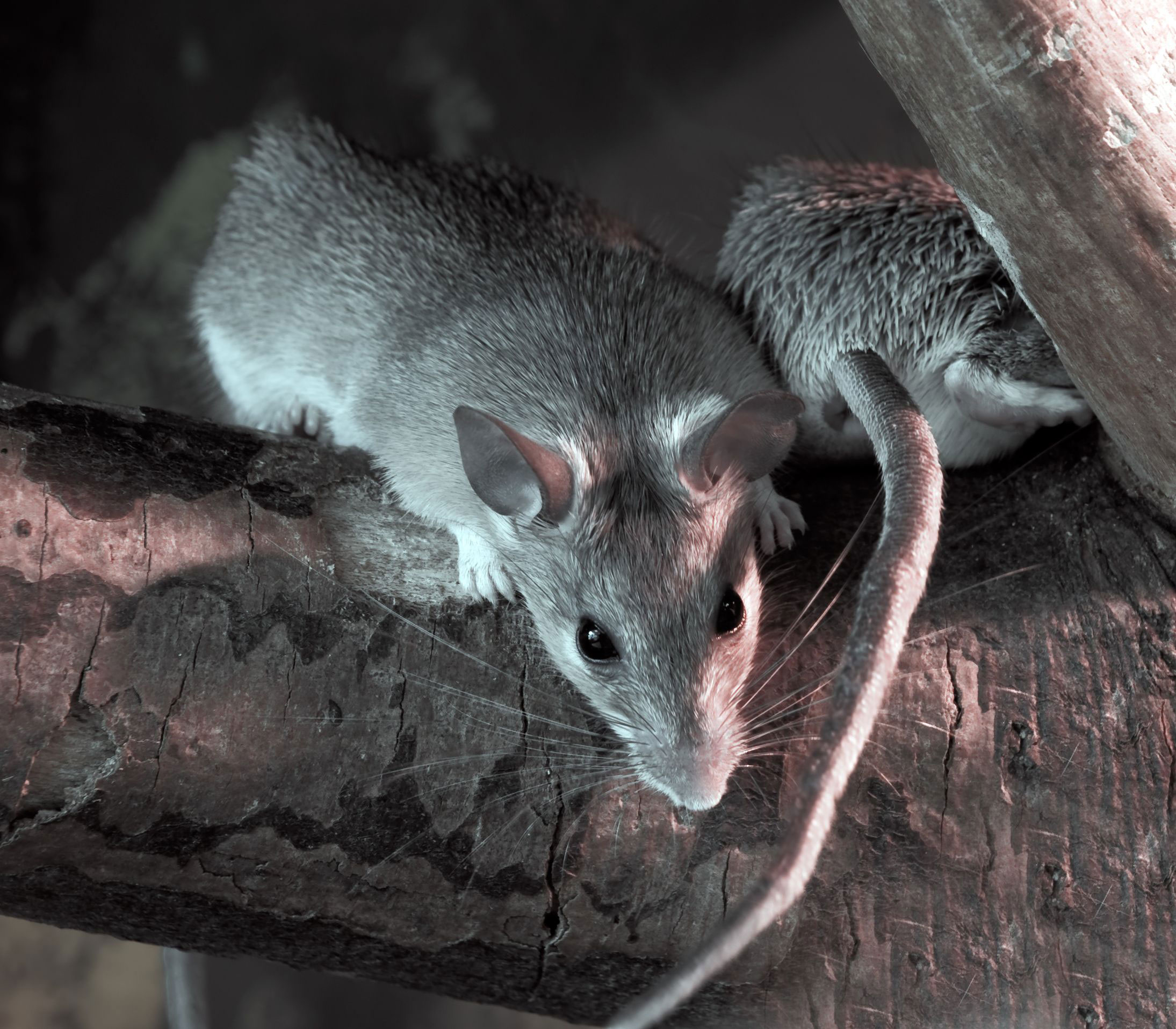 Мыши николаев. Серая большая крыса Пасюк. Мышь амбарная. Домовая мышь mus musculus Linnaeus. Щур крыса.